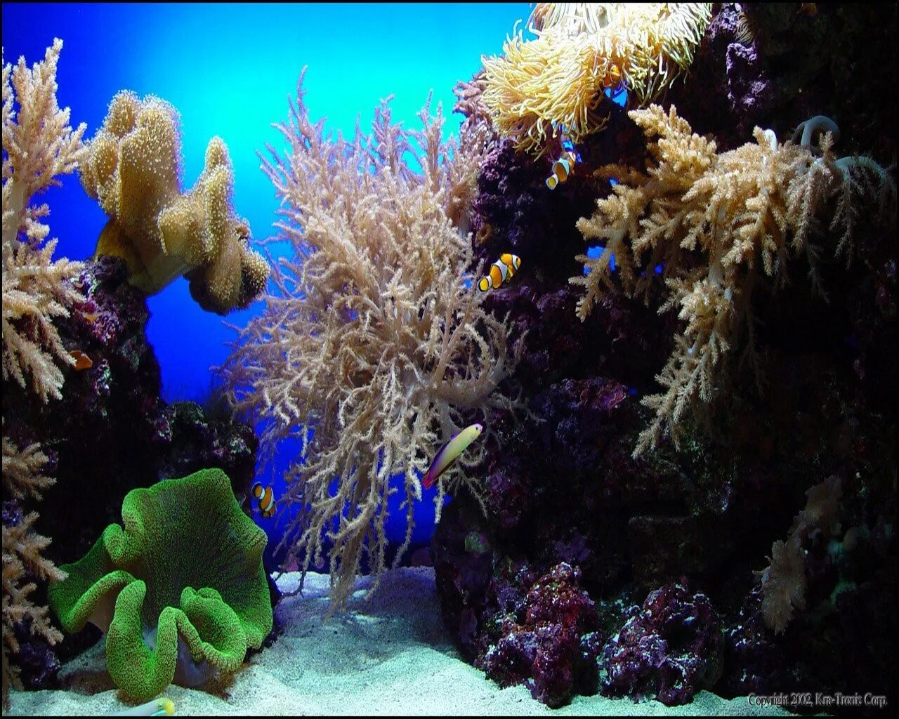 Флоры и фауны океанов. Коралловые рифы мадагаскара. Флоры и фауны океанов. Растительный мир моря. Коралловые рифы мадагаскара.