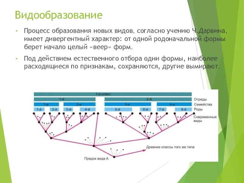 Видообразование дивергенция