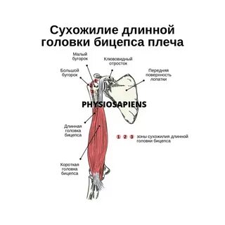 Сухожилия бицепса руки