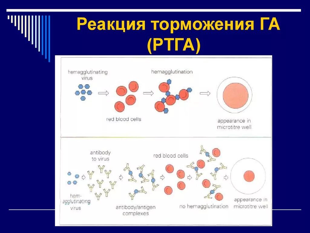 Гемагглютинация это