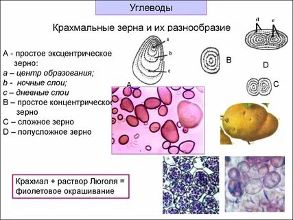 Виды крахмальных зерен