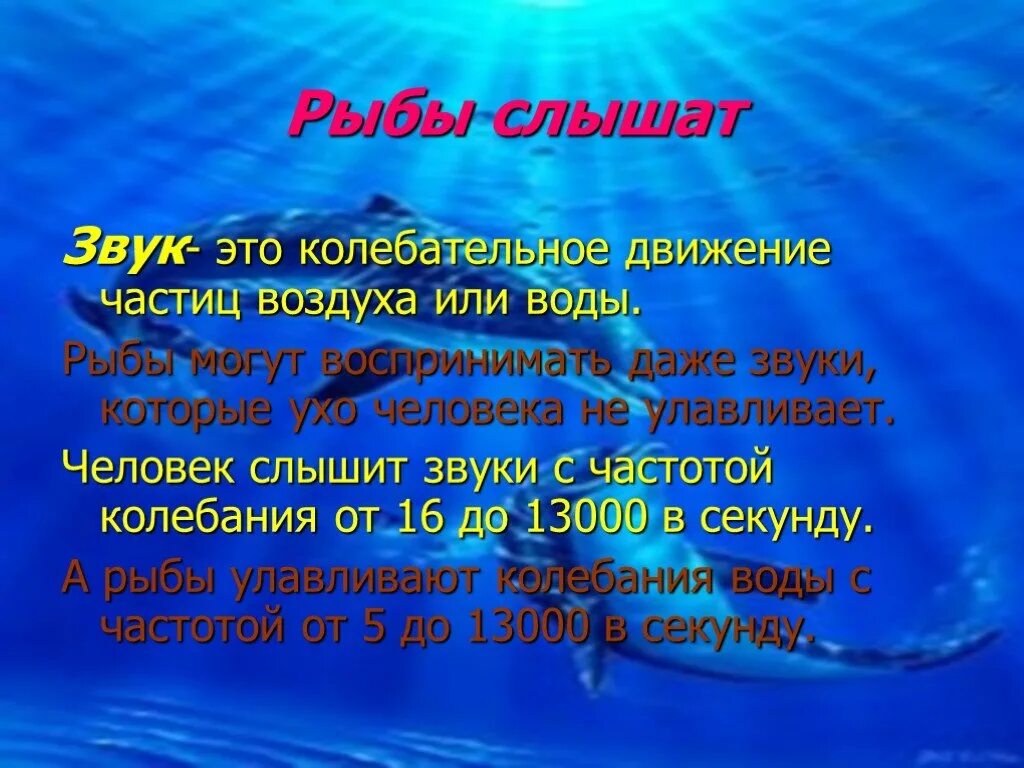 Рыбы слышат звуки