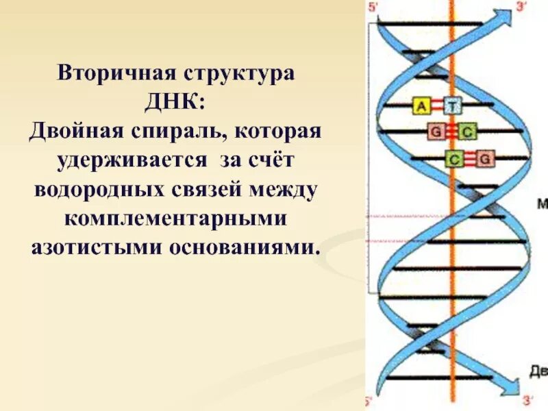 Вторичная цепь днк. Вторичная структура ДНК. Строение вторичной структуры ДНК. Вторичная структура ДНК представляет собой двойную спираль:. Двойная спираль ДНК строение.