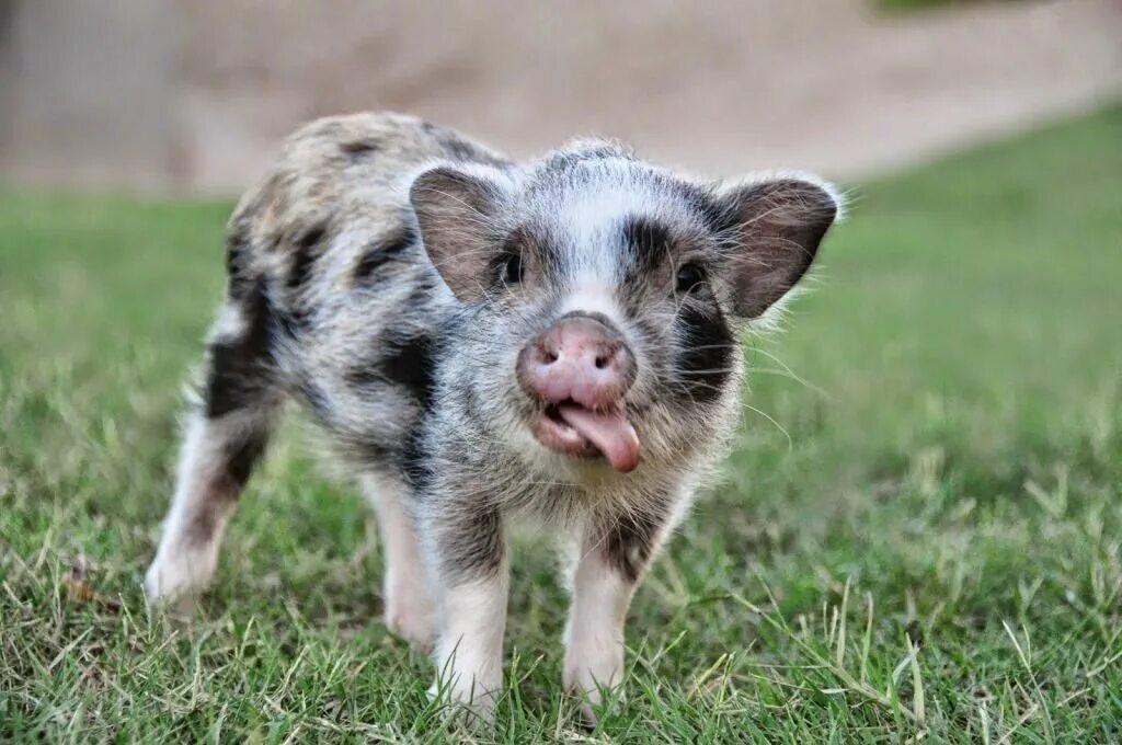 Минипиг бергштрессер. Мини пиги мини майялино. Что такое мини пиг. Геттингенский минипиг. Что такое мини пиг.