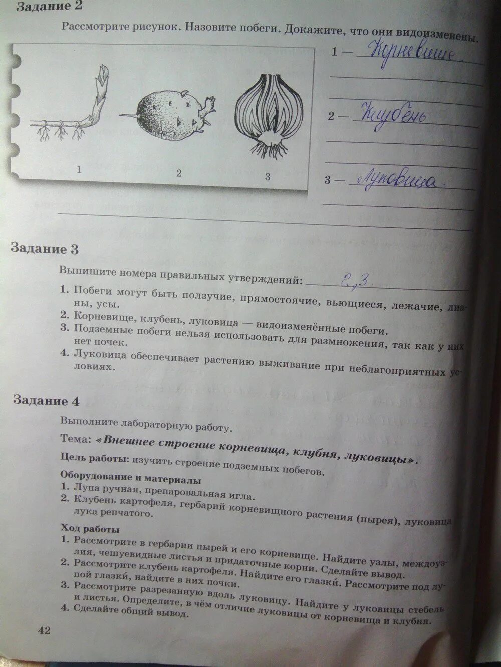 Сделать лабораторную работу по биологии 6 класс. Лабораторная 6 по биологии 6 класс пономарева. биология рабочая тетрадь номер 1 пономарева корнилова кучменко. лабораторная номер 6 по биологии 6 класс пономарева. лабораторная работа по биологии 6 класс пономарева.