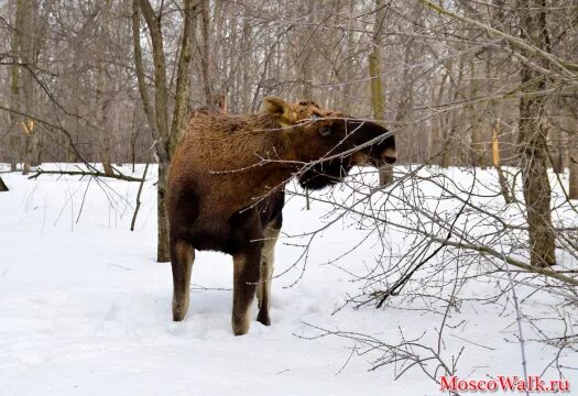 Принять лося. Лось питается. Лось ест кору. Лось ест кору деревьев. Лось ест ветки.