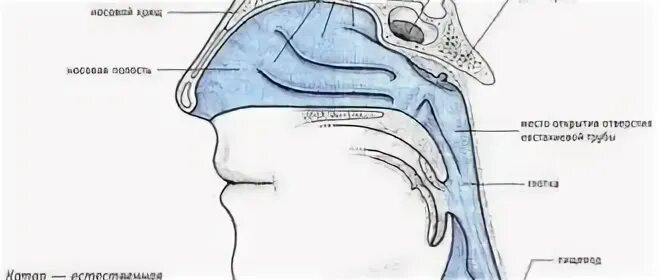 Не в то горло это как. Процесс глотания пищи. Не в то горло это как. Слизь в гортани лекарства. Не в то горло это как.