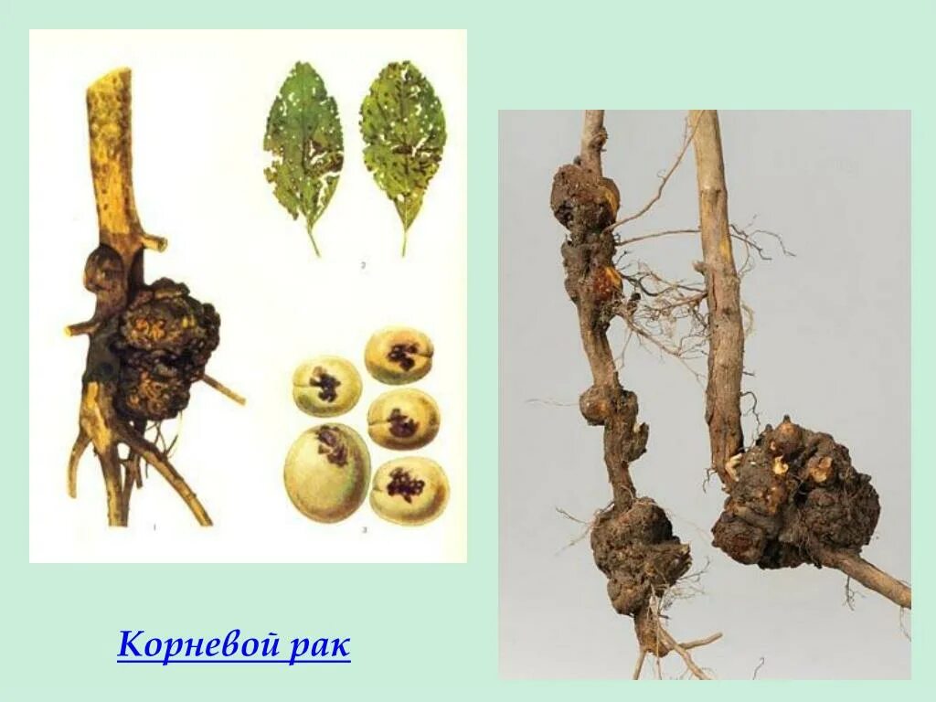 Плодовый корень. Опухоли и наросты растений.