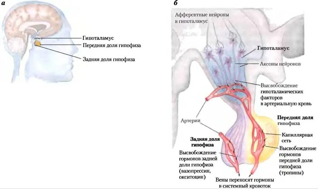 Гипофиза и беременность. Гипофиза и беременность
