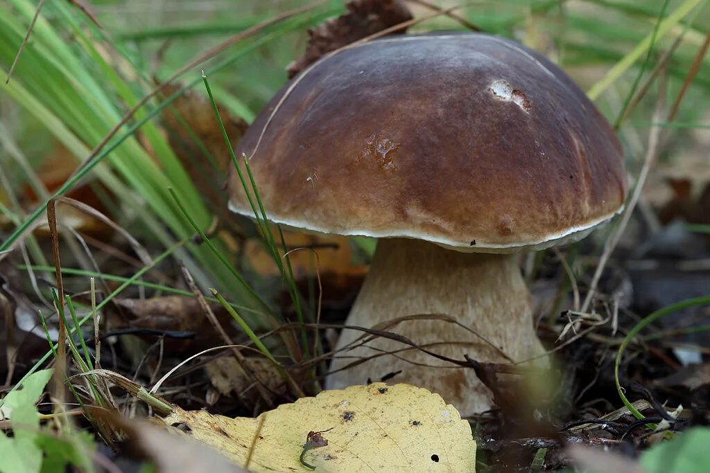 Белые гри. Болетус Эдулис. Гриб Боровик. Боровик настоящий Boletus edulis. Царь грибов белый гриб Боровик.