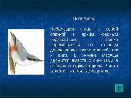 Укажи лишнюю птицу снегирь журавль поползень сорока