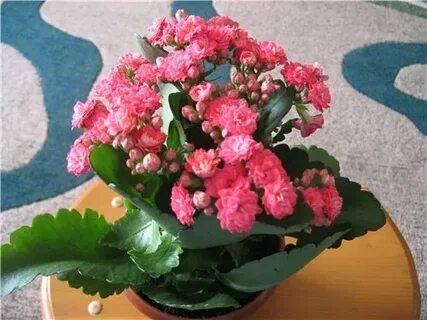 Каланхоэ роз
