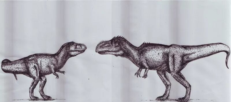 Кто сильнее гигантозавра. Тирекс или гигантозавр. Гигантозавр в анфас. Гигантозавр и Тирекс. Тиранозавр против Гигантозавра.
