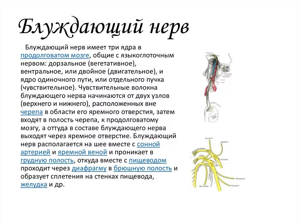 Паренхиматозный неврит блуждающего нерва. Блуждающий нервы. Узлы блуждающего нерва. Двигательные ветви блуждающего нерва.