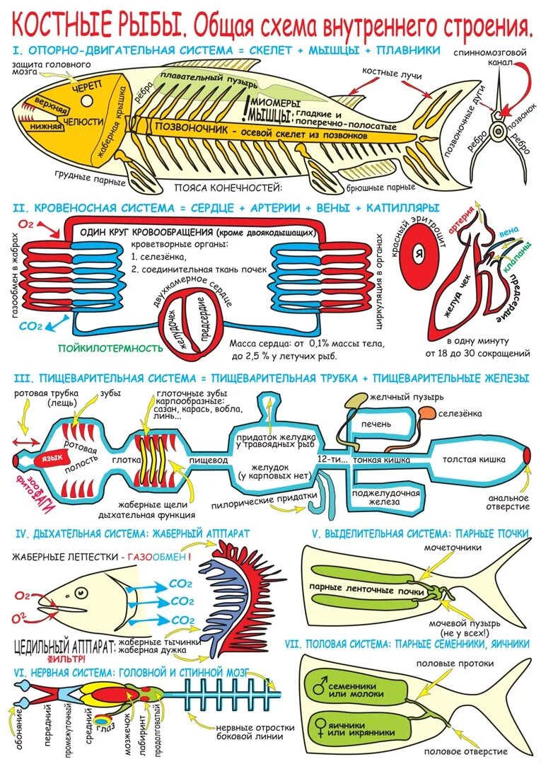 Система класса костных рыб. Характеристика систем органов рыб. Система класса костных рыб. Краткая характеристика отряда сельдеобразные. Классификация хрящевых рыб.