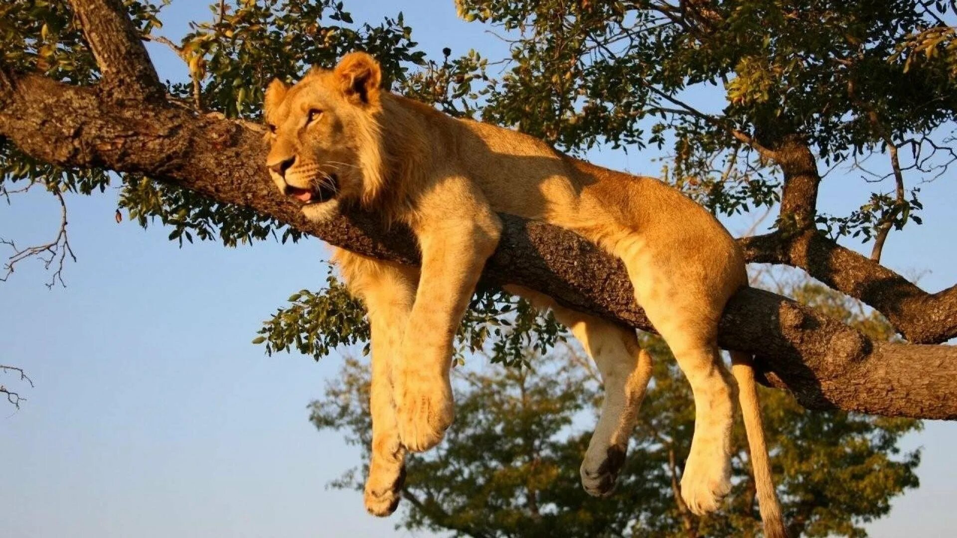 Тигр на ветке ребенок. Лев на дереве. Львы в дикой природе. Львица на дереве. Лев в природе.