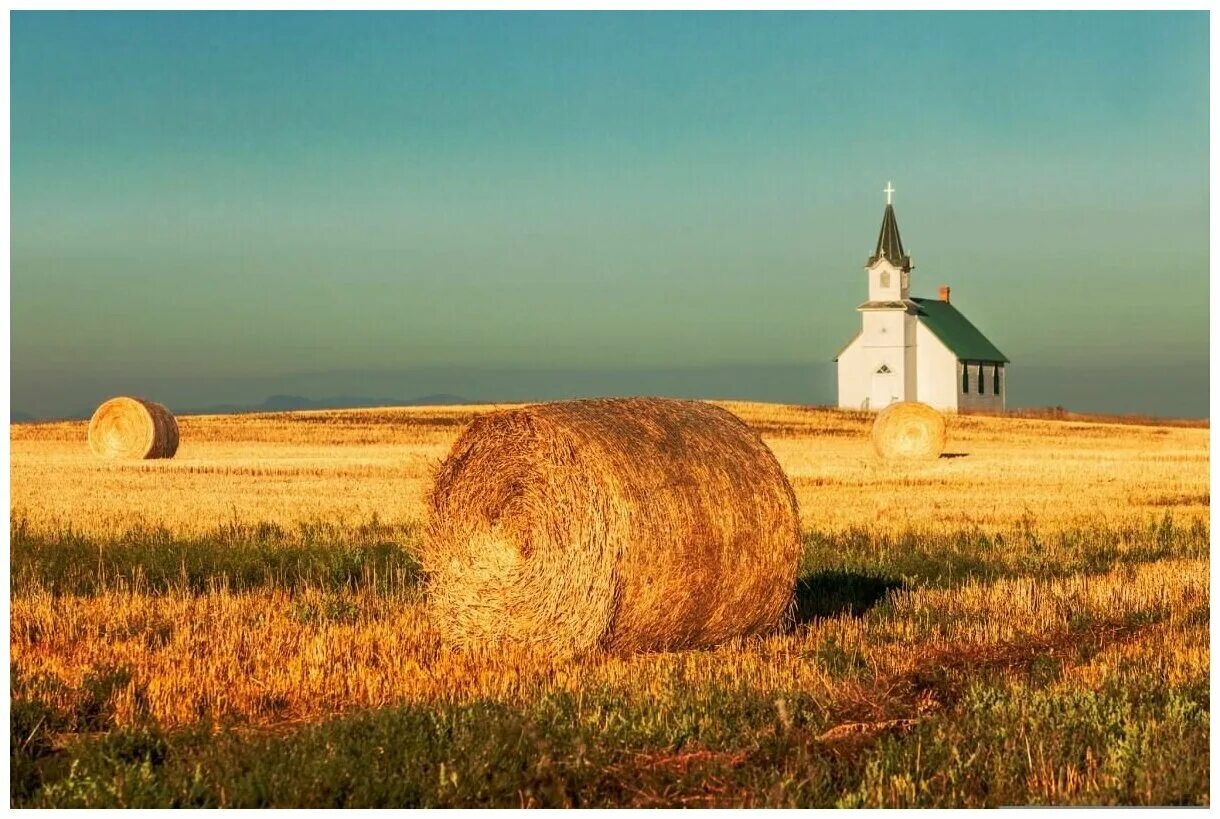 Приход с поля. В поле. Лето сено. Поле пшеницы. Красивое поле.