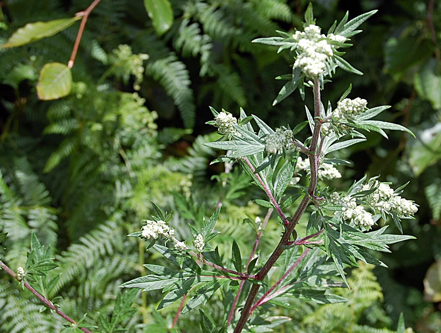 Полынь обыкновенная чернобыльни. Полынь обыкновенная опушение. Полынь чернобыльник. Полынь обыкновенная (artemisia vulgaris). Полынь чернобыльник artemisia vulgaris.