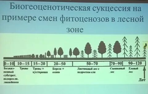Сообщества сукцессии