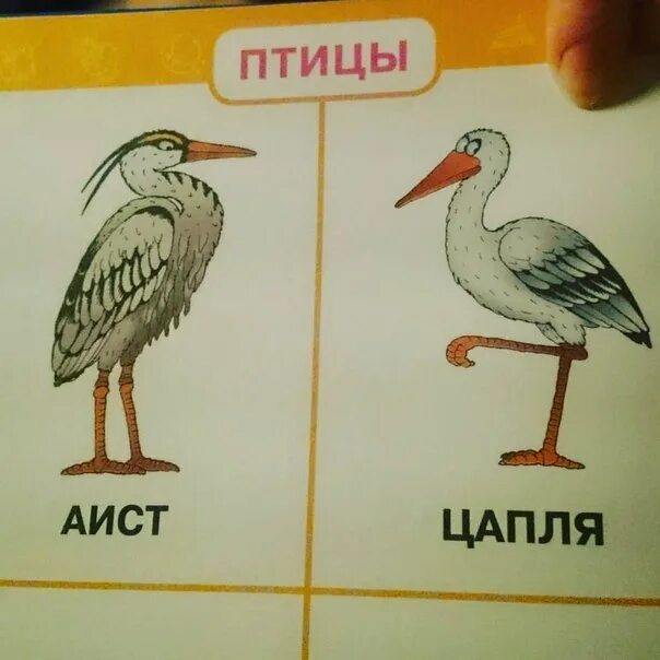 Чем отличается аист от цапли. Аист и цапля различия. различия цапли от аиста. журавль аист цапля различия. аисты и журавли чем отличаются.