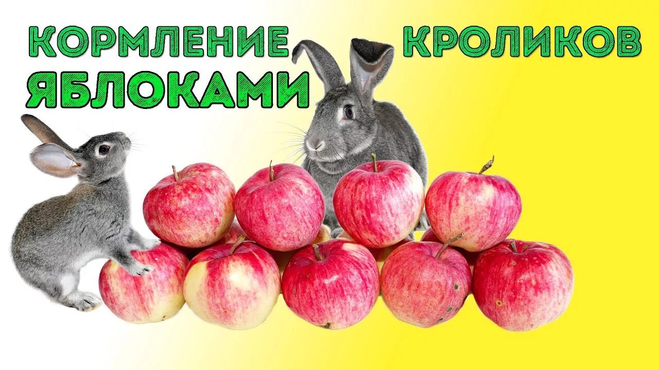 Можно кролику яблоко. Кролик с яблоками. Кроличье яблоко. Яблоки можно кроликам давать. Кролик ест яблоко.