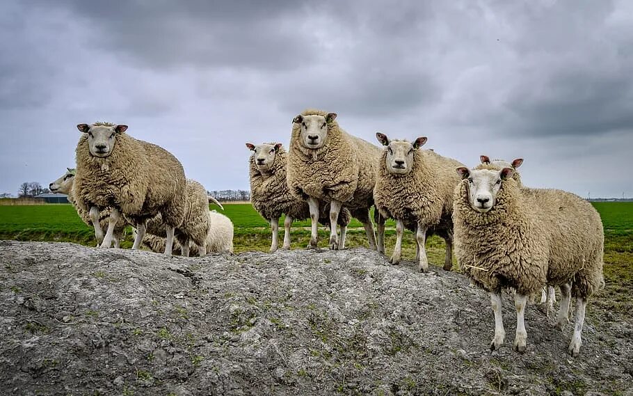 Баранья шерсть. Группа овец. Три овцы. Огромное стадо овец. Группа овец.