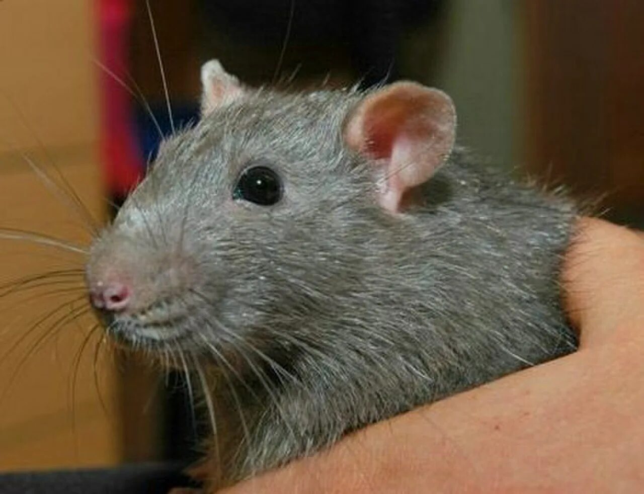 Blue rat