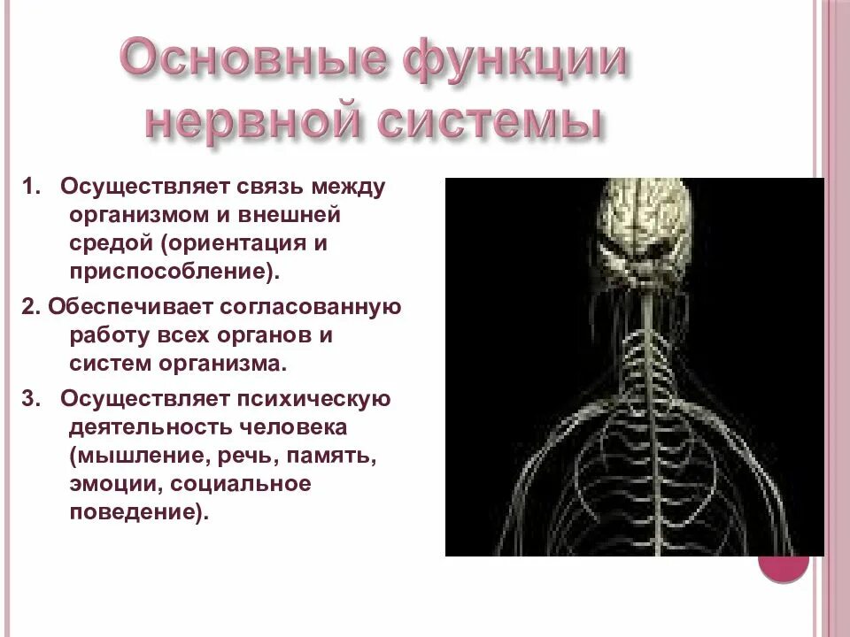 Нервная система обеспечивает организм питательными. Нервная система. нервная система человека. основные функции нервной системы. важнейшие функции нервной системы.