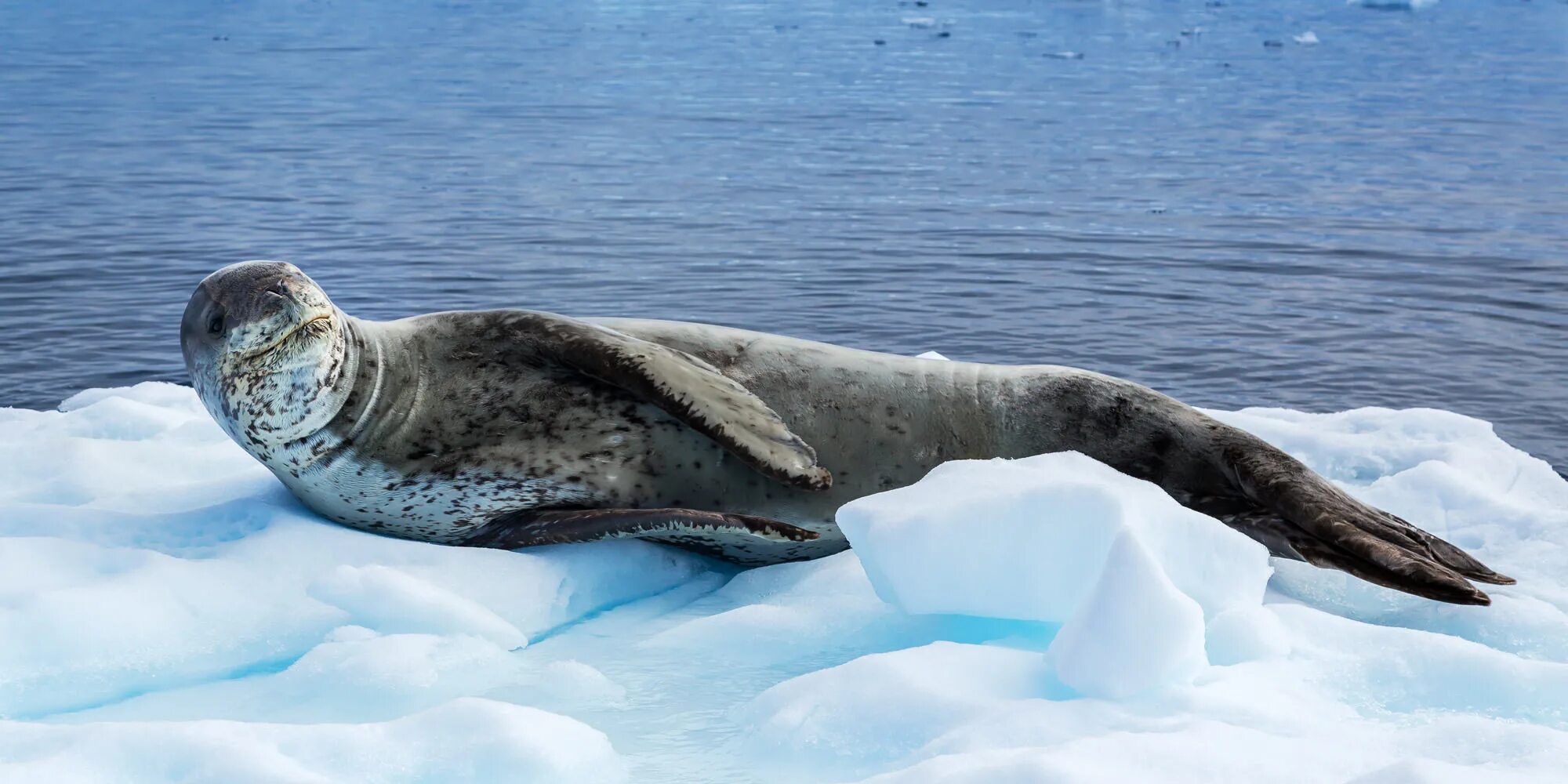 Морской леопард и тюлень крабоед. Леопард в антарктиде. Морской леопард арктика. Морской леопард в антарктиде. Морской леопард и нерпа.