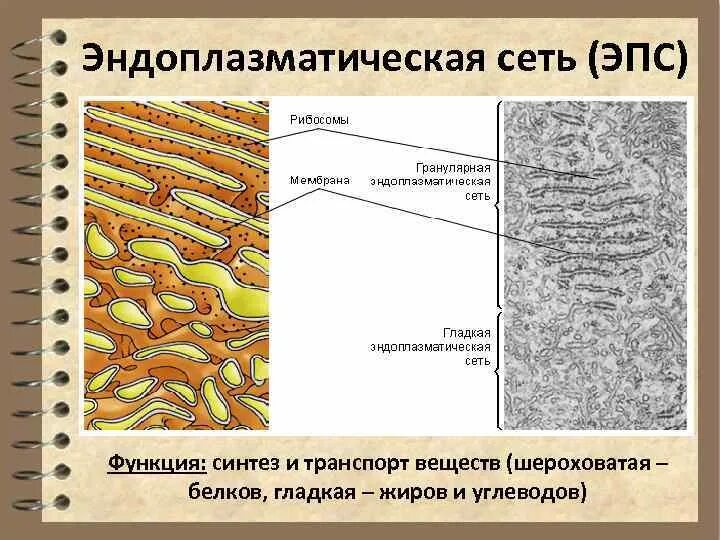 Синтез белка шероховатая эпс. Агранулярная эндоплазматическая сеть. Гранулярная и гладкая ЭПС. Строение 5. гранулярная эндоплазматическая сеть.