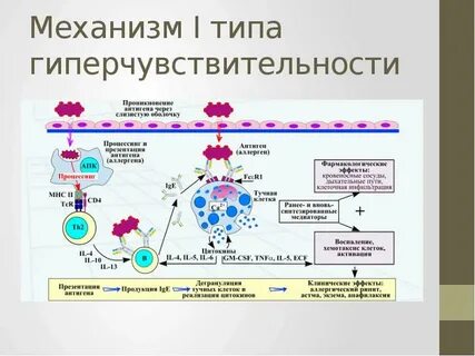 Виды реакций немедленного типа