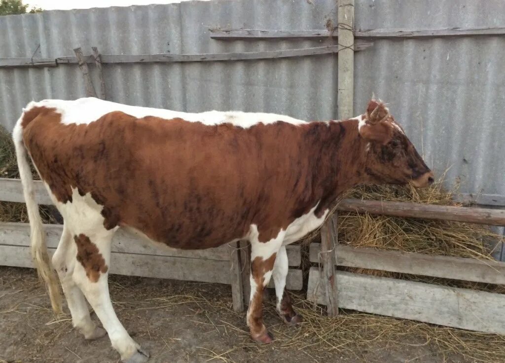 Коровы в горах дагестана. Телята дагестан. Телята в дагестане. Коровы николо павловское. Коровы на пастбище.