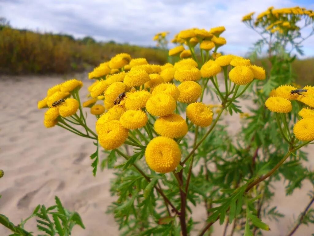 Пижма обыкновенная лекарственное. Пижма обыкновенная (Tanacetum vulgare). Tanacetum vulgare l. пижма обыкновенная. Пижма гуронская. Пижма тысячелистниколистная.