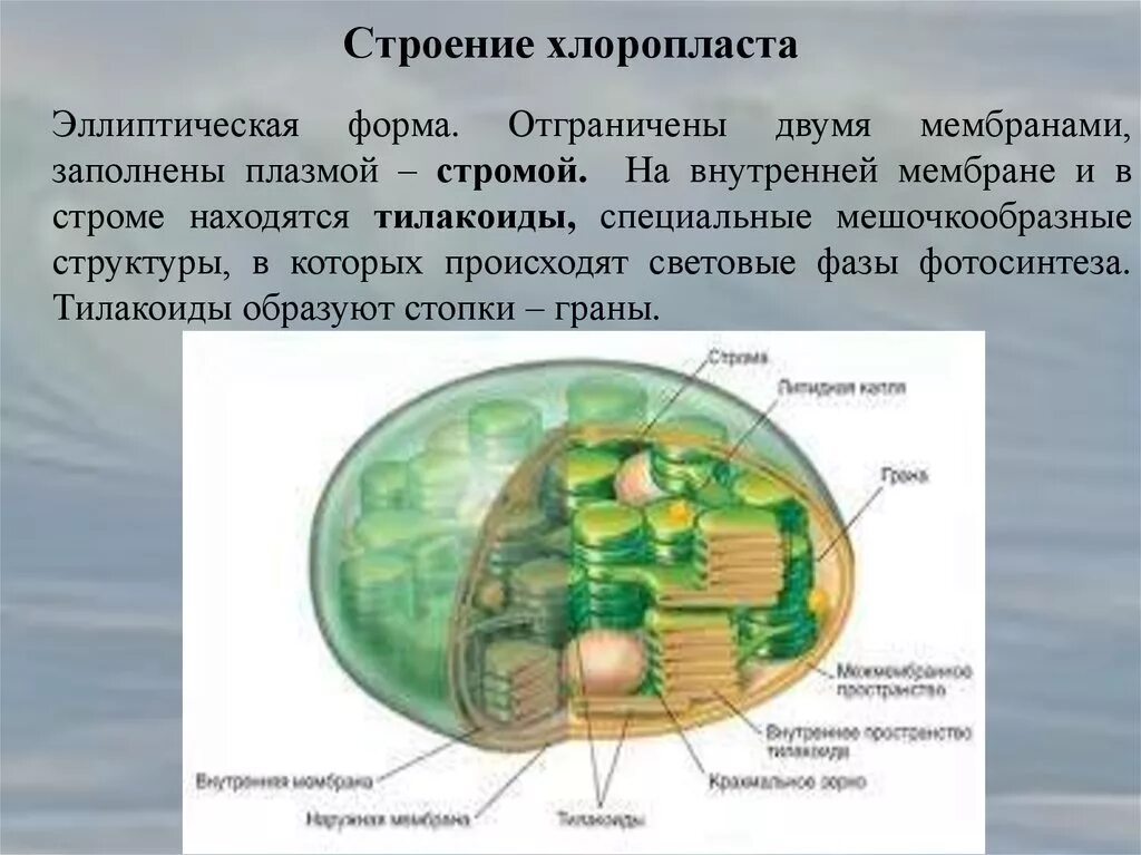 Где находятся хлоропласты. Строение тилакоиды хлоропластов. Строение хлоропласта Строма. Субмикроскопическое строение хлоропласта. Состав стромы хлоропласта.