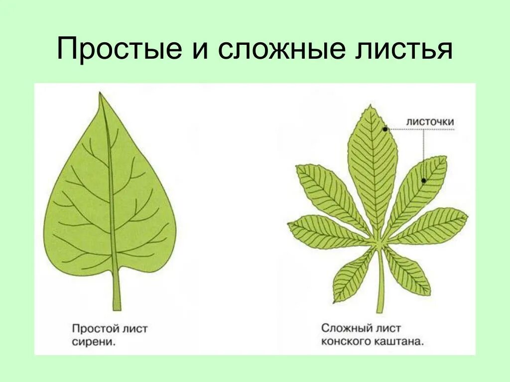 Простые и сложные листья. Жилкование листа дуба. Определение простых листьев. Определение простых листьев. Жилкование клевера.