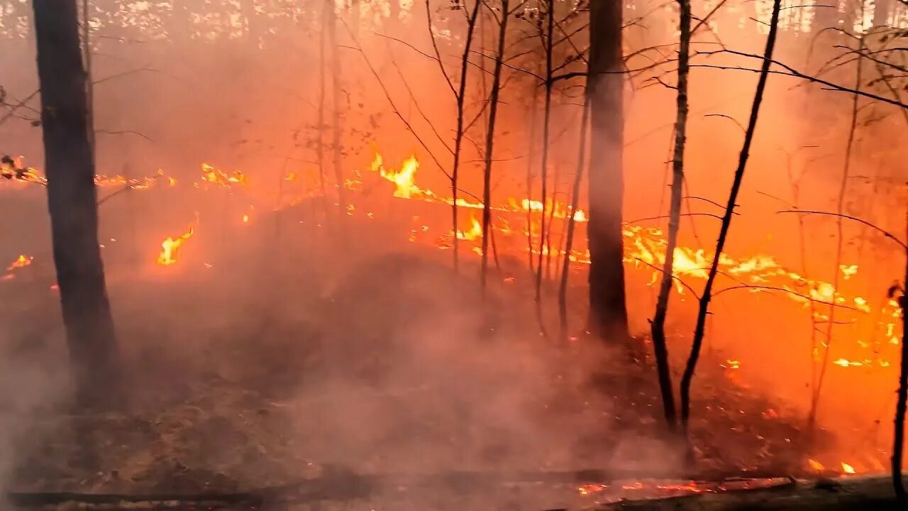 В рязани сгорел. Лесные пожары в Рязанской области 2022. Лесные пожары в Рязанской области в 2022 году. Пожар Рязань лес 2022. Горят леса в Рязанской области.