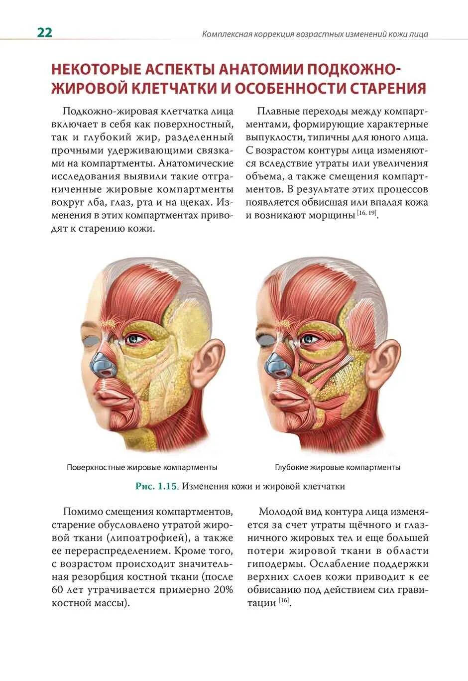 Коррекция возрастных изменений лица. Возрастные изменения лица. Возрастные изменения кожи лица. Типы возрастных изменений кожи лица. Коррекция возрастных изменений