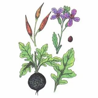 Редька дикая и редька посевная