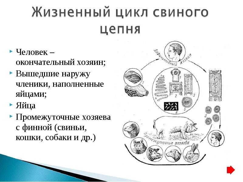 Основным хозяином свиного цепня является. Жизненный цикл свиного цепня схема. цикл развития вооруженного цепня схема. цикл развития свиного цепня биология. жизненный цикл свиного цепня.
