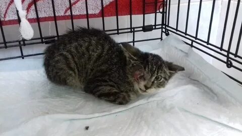 К чему снится раненая кошка