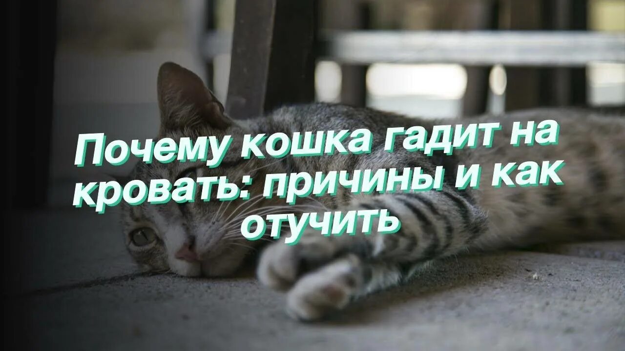 Кошка гадит на кровать что делать. Отучить кошку гадить. Как отучить кошку гадить на кровать. Кошка гадит на кровать причины. Как отучить кошку гадить.