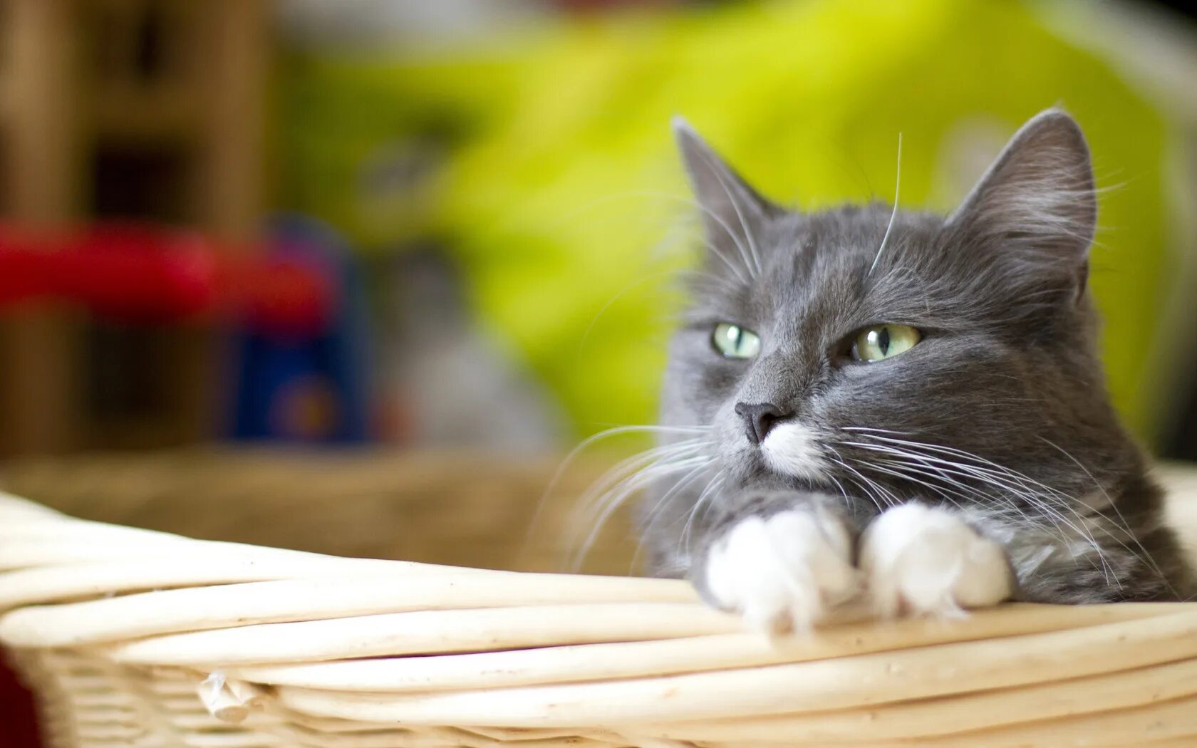 Кошечки на рабочий стол. Обои на рабочий стол кошки. Кот серый. Заставка на рабочий стол кот. Стол кошечка
