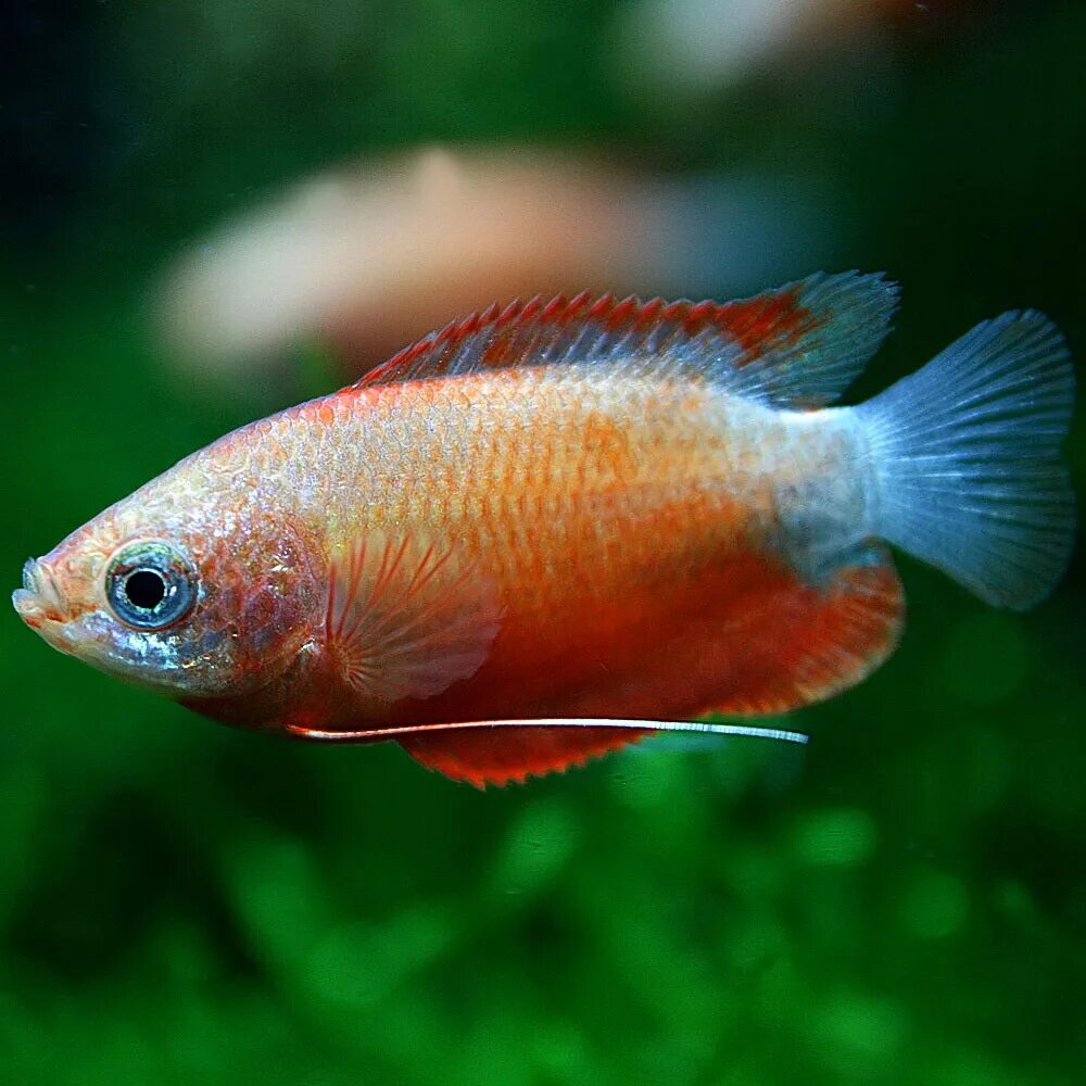 горчак аквариумная рыбка. рыбка прямой. карась шубункин. рыба аквариумная гуруми. тетра-фонарик (hemigrammus ocellifer).