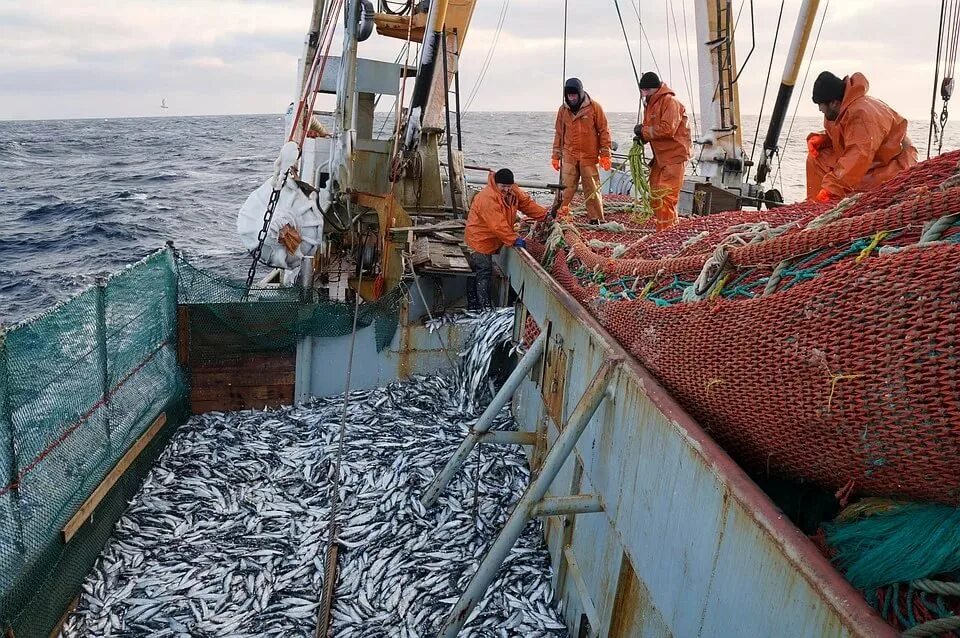 Рыба на рынке. Производство морской рыбы. Халяльная рыба. Гребешок тымлатский рыбокомбинат. Производство морской рыбы.