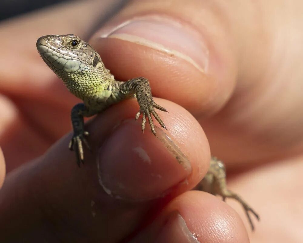 Карликовая ящерица. Карликовый геккон (Sphaerodactylus ariasae). Ящерица пустынная агама. Капский карликовый геккон. Перри ящерица Песчаная.