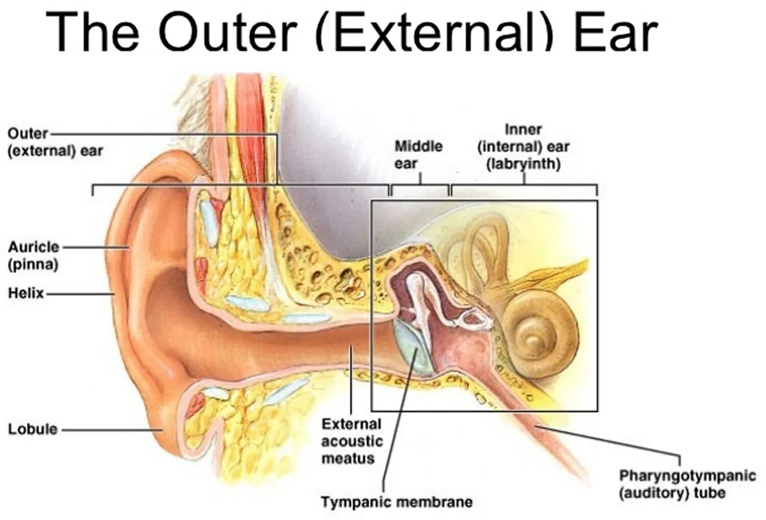 Ухо анатомия. Ухо человека анатомия. Ухо структура. Устройство уха. Уши по английски слушать