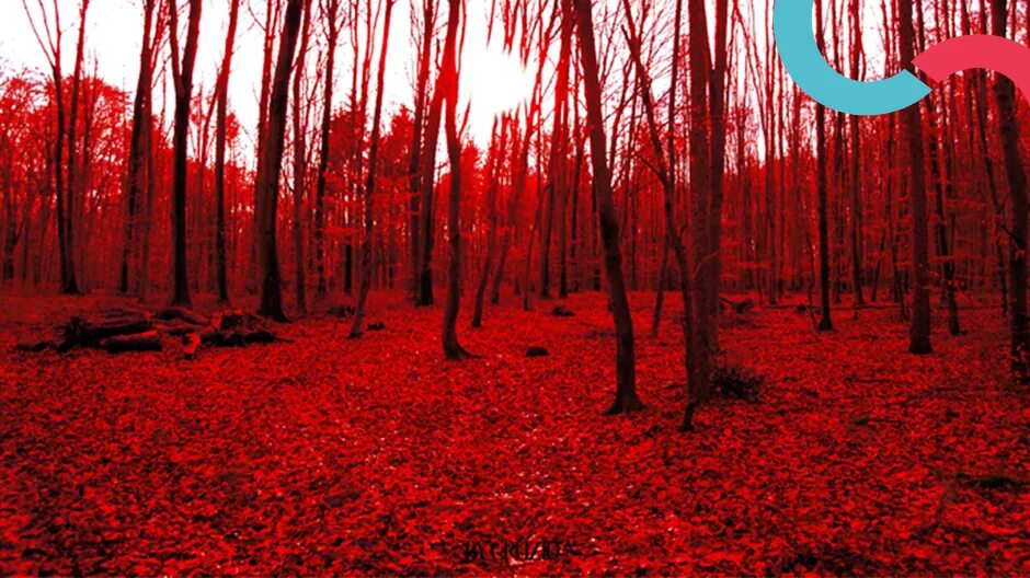 Красный лес участок. Кровавый лес. Жуткий красный лес. Красный Кровавый лес. Окровавленный лес.