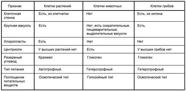 Сравнение бактерий и растений. Клеточный центр у бактерий грибов растений и животных. Центриоли у грибов. У грибов есть клеточный центр. Сравнение клеток растений животных грибов и бактерий.