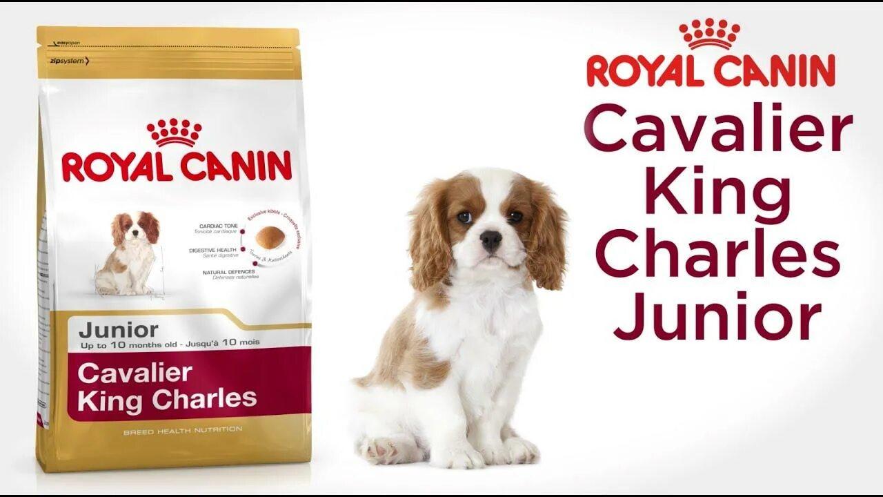 Корм для щенка спаниеля. Корм для щенка спаниеля