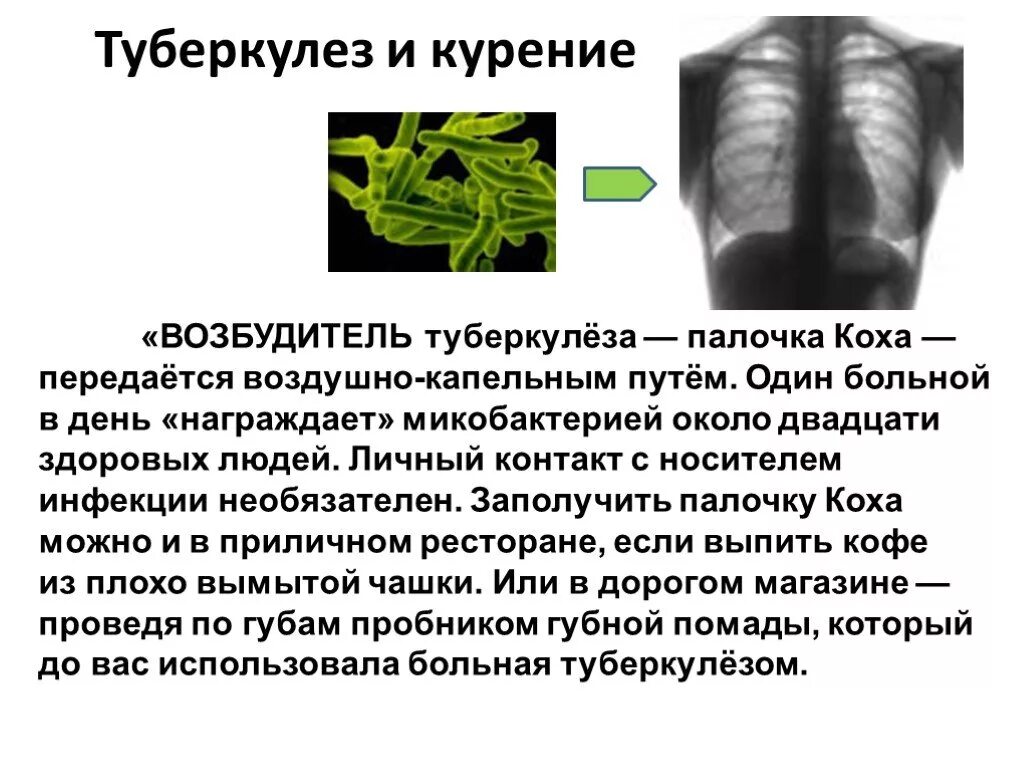 Передается ли туберкулез. Палочка коха возбудитель туберкулеза. палочка коха при туберкулезе. палочка коха передается. туберкулез легких палочка коха.